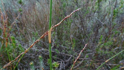 Image of Restio rigoratus by (c) Paul Emms, some rights reserved (CC BY-SA)