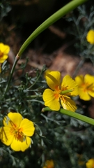 Eschscholzia ramosa