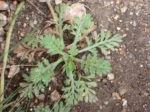 Image of Leptinella filicula by (c) naturewatchwidow, some rights reserved (CC BY)