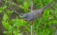 Curruca cantillans cantillans