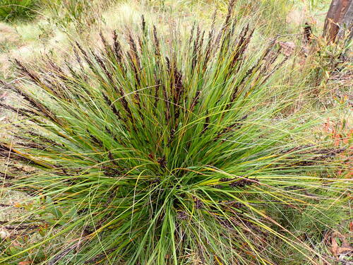 Image of Gahnia subaequiglumis by (c) naturewatchwidow, some rights reserved (CC BY)