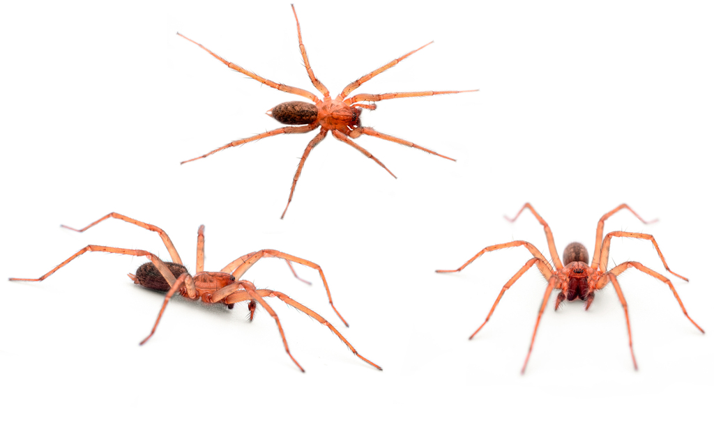 Eratigena feminea