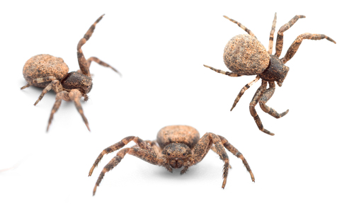 Bassaniodes lalandei