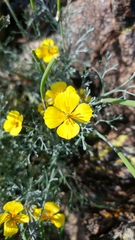 Eschscholzia ramosa