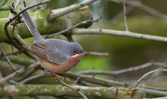 Curruca cantillans cantillans