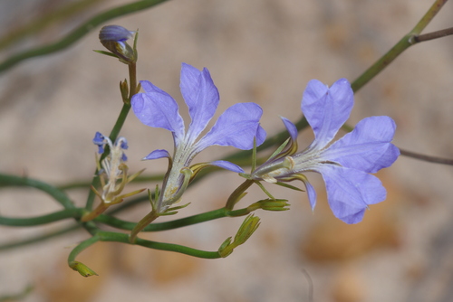 Image showcasing Leschenaultia juncea · NaturaLista Colombia