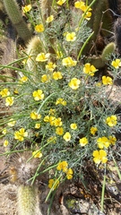 Eschscholzia ramosa