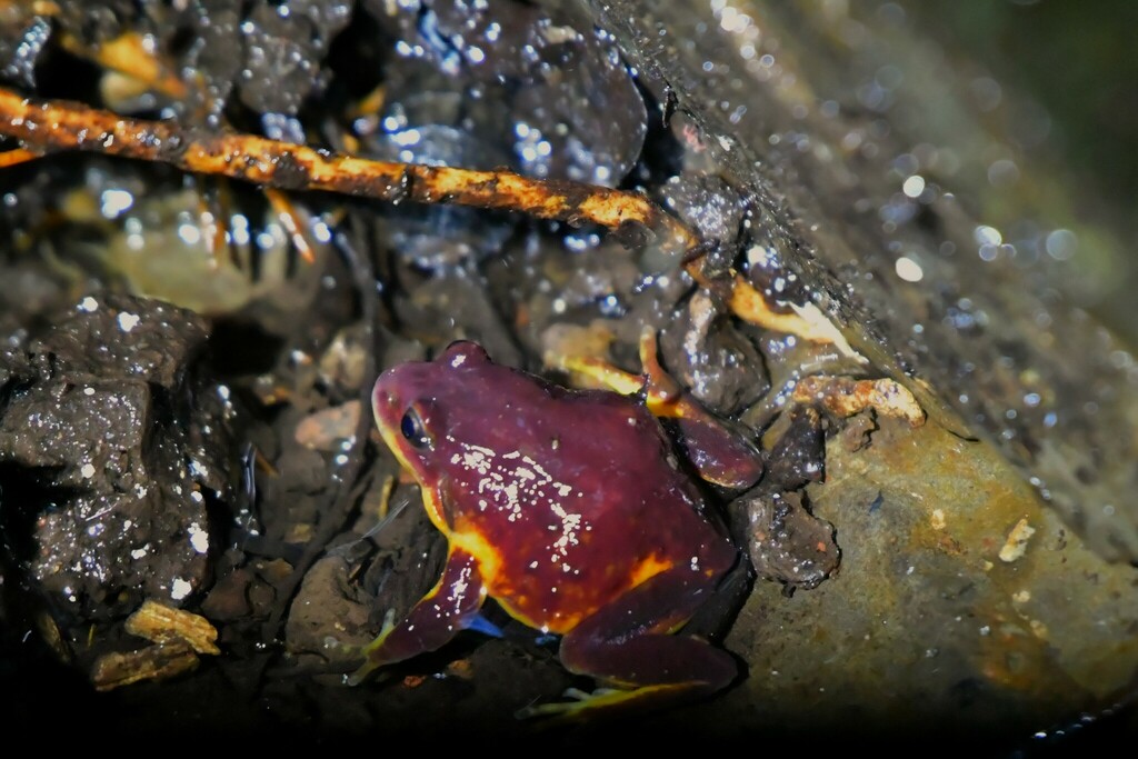 Red and Yellow Mountain Frog