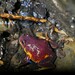 Red-and-Yellow Mountain Frog - Photo (c) scorpio83, some rights reserved (CC BY-NC)