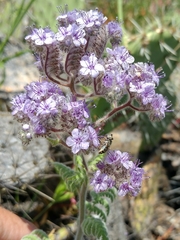 Phacelia floribunda