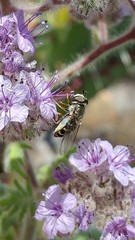 Phacelia floribunda