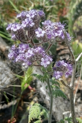Phacelia floribunda