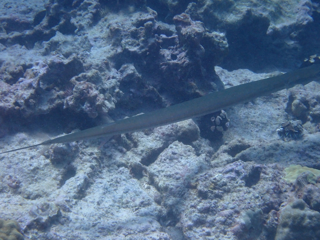 Bluespotted from North Pacific Ocean, Holualoa, HI, US on