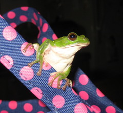 Zhangixalus arboreus
