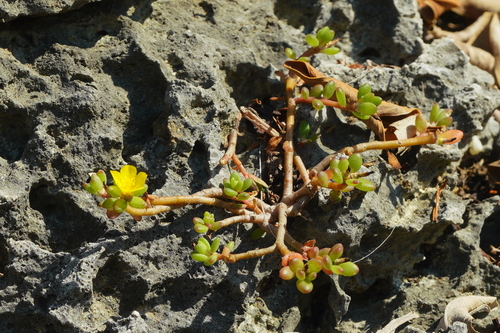 Portulaca psammotropha iNat (2)