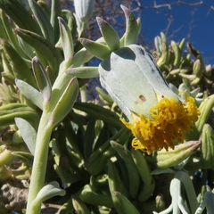Kleinia cephalophora