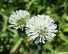 Gymnocoronis spilanthoides