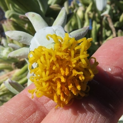 Kleinia cephalophora