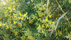 Acmispon dendroideus traskiae