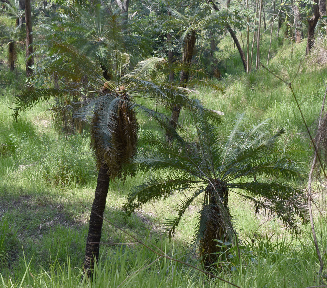 Cycas media ssp. banksii