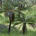 Cycas media banksii - Photo (c) Russell Cumming, alguns direitos reservados (CC BY-NC), uploaded by Russell Cumming