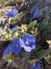 Jacquemontia abutiloides