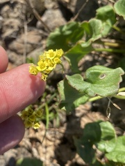 Draba glacialis
