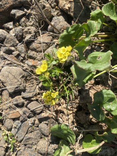Draba glacialis, photograph 1