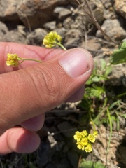 Draba glacialis, photograph (c) Илья Руденко, some rights reserved (CC BY)