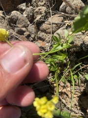 Draba glacialis, photograph (c) Илья Руденко, some rights reserved (CC BY)