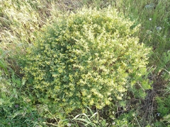 Acmispon dendroideus traskiae
