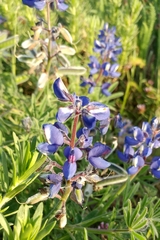 Lupinus guadalupensis