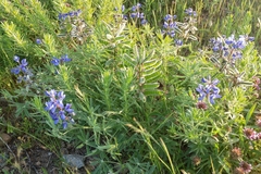 Lupinus guadalupensis
