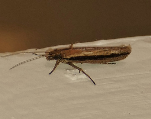 Ypsolopha barberella photo 4