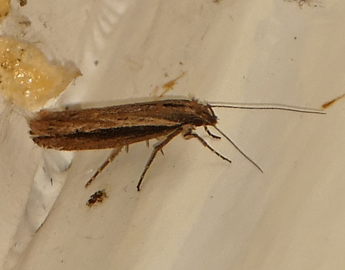 Ypsolopha barberella photo 5