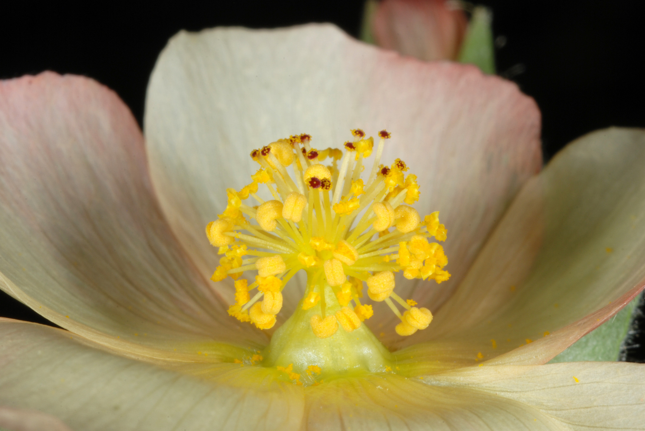 Malvaceae