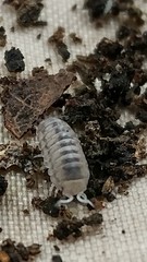 Venezillo microphthalmus