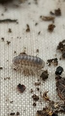 Venezillo microphthalmus