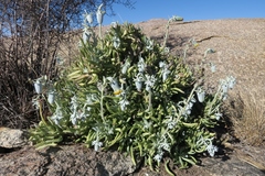 Kleinia cephalophora