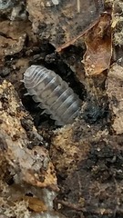 Venezillo microphthalmus