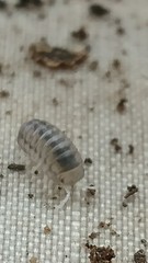 Venezillo microphthalmus