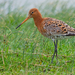 Black-tailed Godwit - Photo (c) Paul Cools, some rights reserved (CC BY-NC), uploaded by Paul Cools