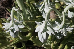 Kleinia cephalophora