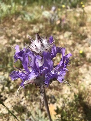 Salvia carduacea