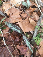 Erythronium americanum