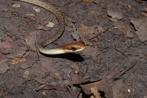 Photo of a Central Sipo (quadricarinatus) (Chironius quadricarinatus)