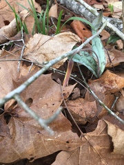 Erythronium americanum