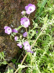 Pholistoma auritum auritum