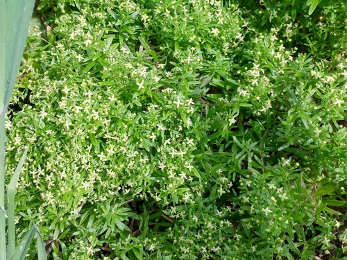 Image of Galium catalinense by (c) Casey H. Richart, some rights reserved (CC BY)