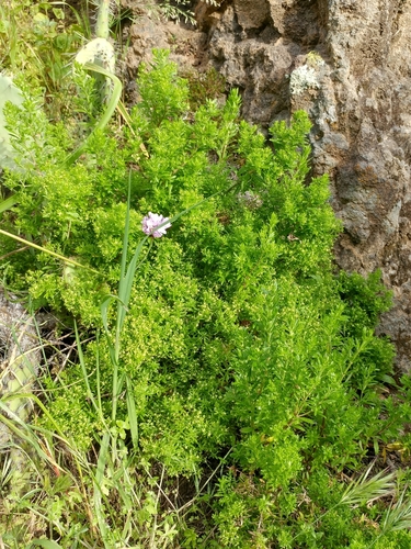 Image of Galium catalinense by (c) Casey H. Richart, some rights reserved (CC BY)
